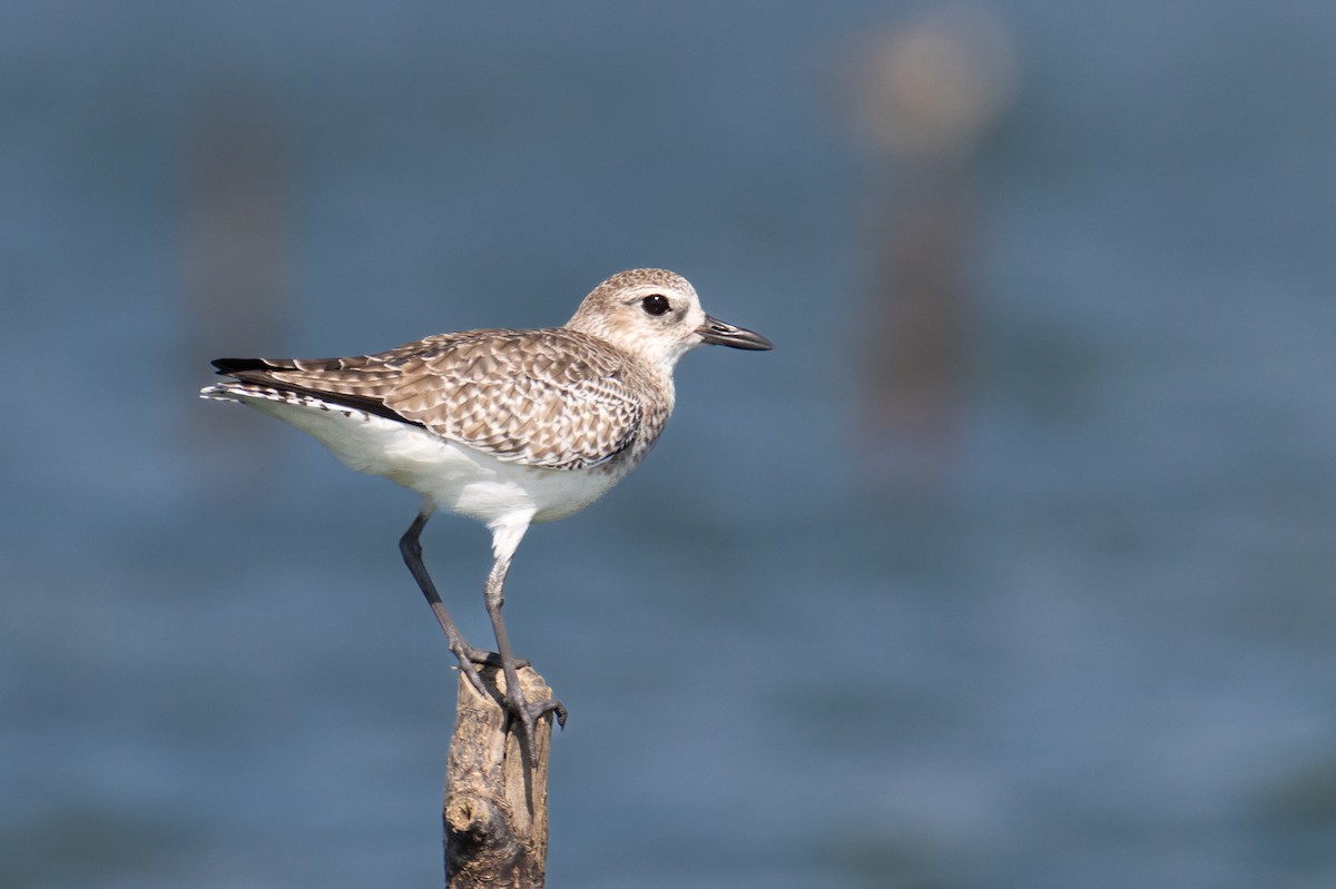 灰斑鴴 - ML647679783