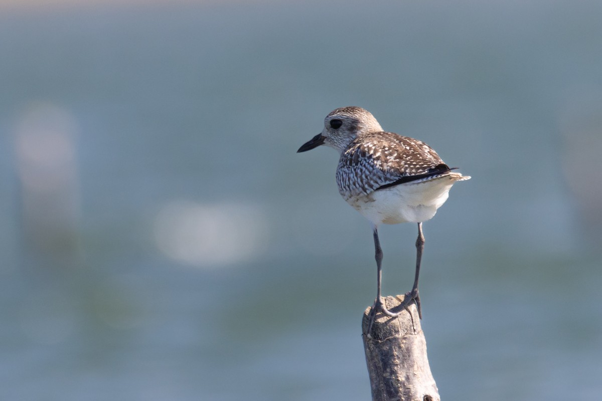 灰斑鴴 - ML647679784