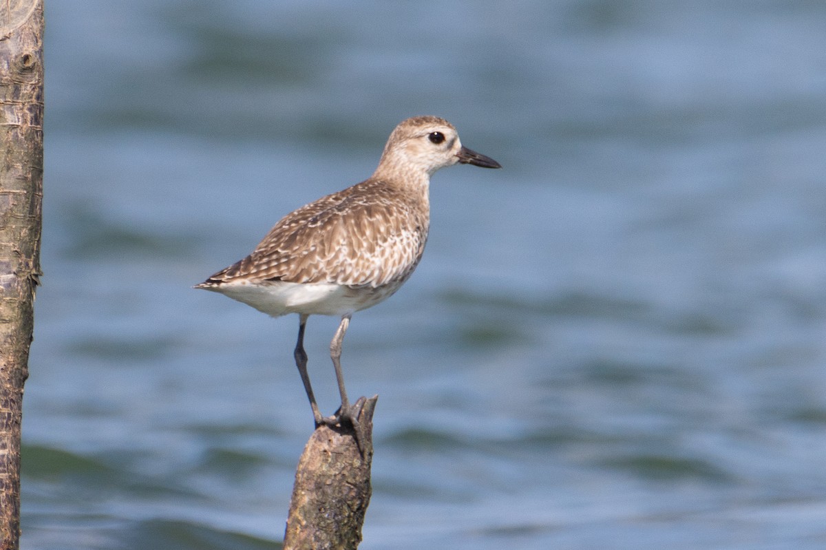 灰斑鴴 - ML647679785