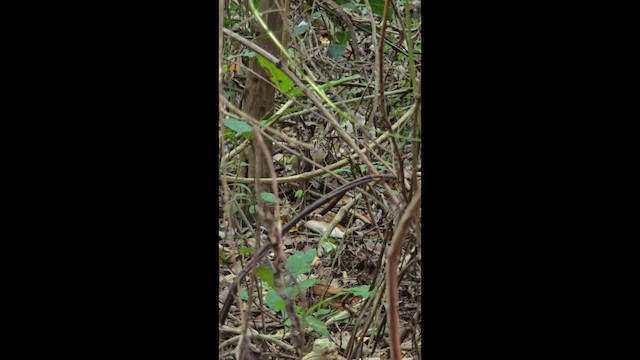 קיכלי יערות - ML647679792