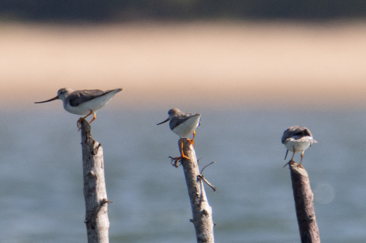 tereksnipe - ML647679794