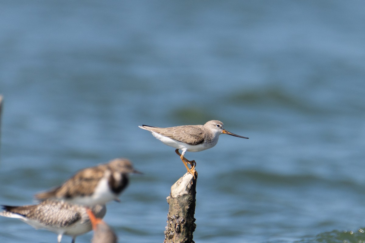 tereksnipe - ML647679795