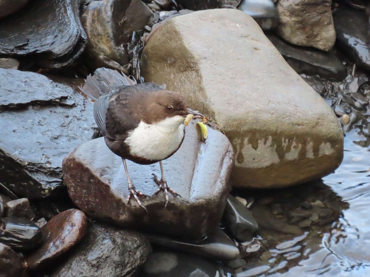Пронурок біловолий - ML647679800