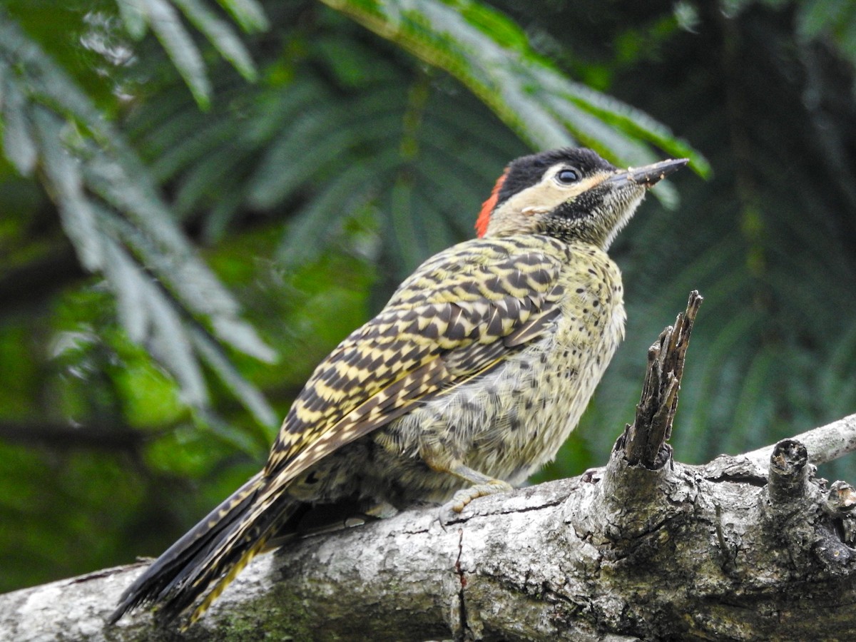 Черноусый дятел - ML647679829