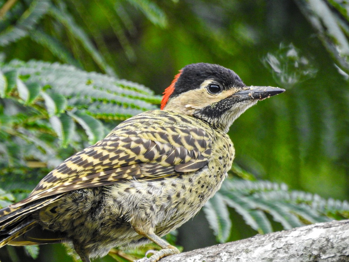 Черноусый дятел - ML647679830