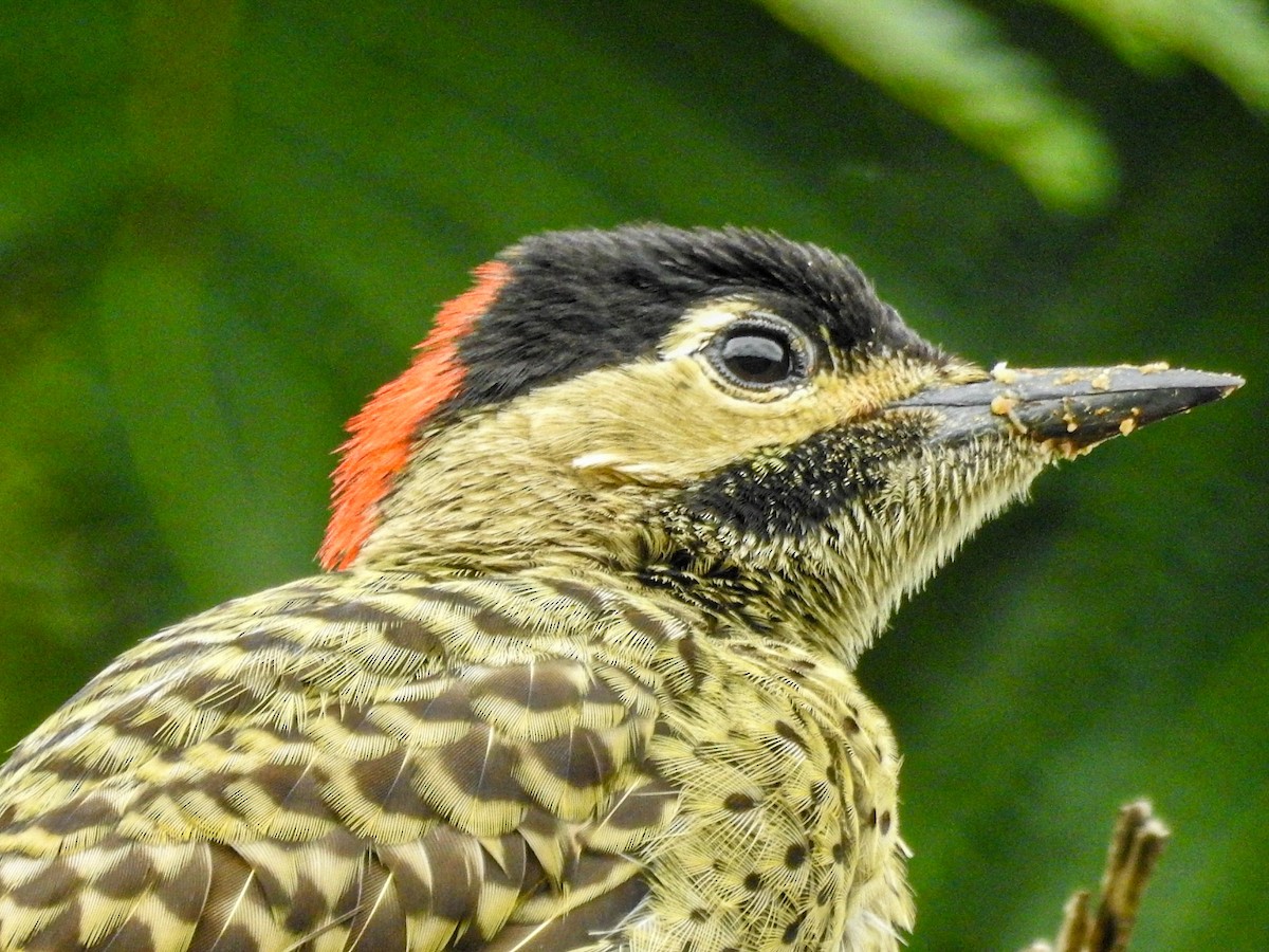 Черноусый дятел - ML647679831