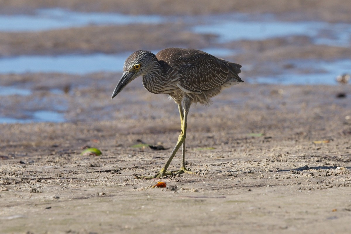 Yellow-crowned Night Heron - ML647679856