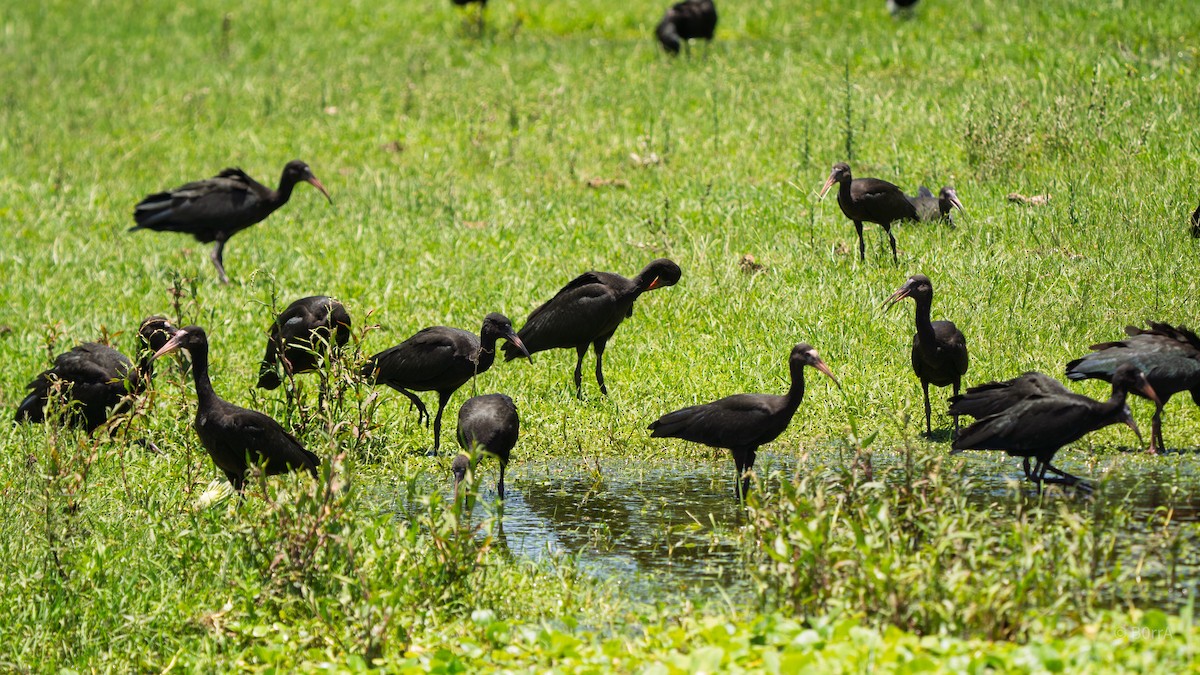 Ibis Afeitado - ML647679865