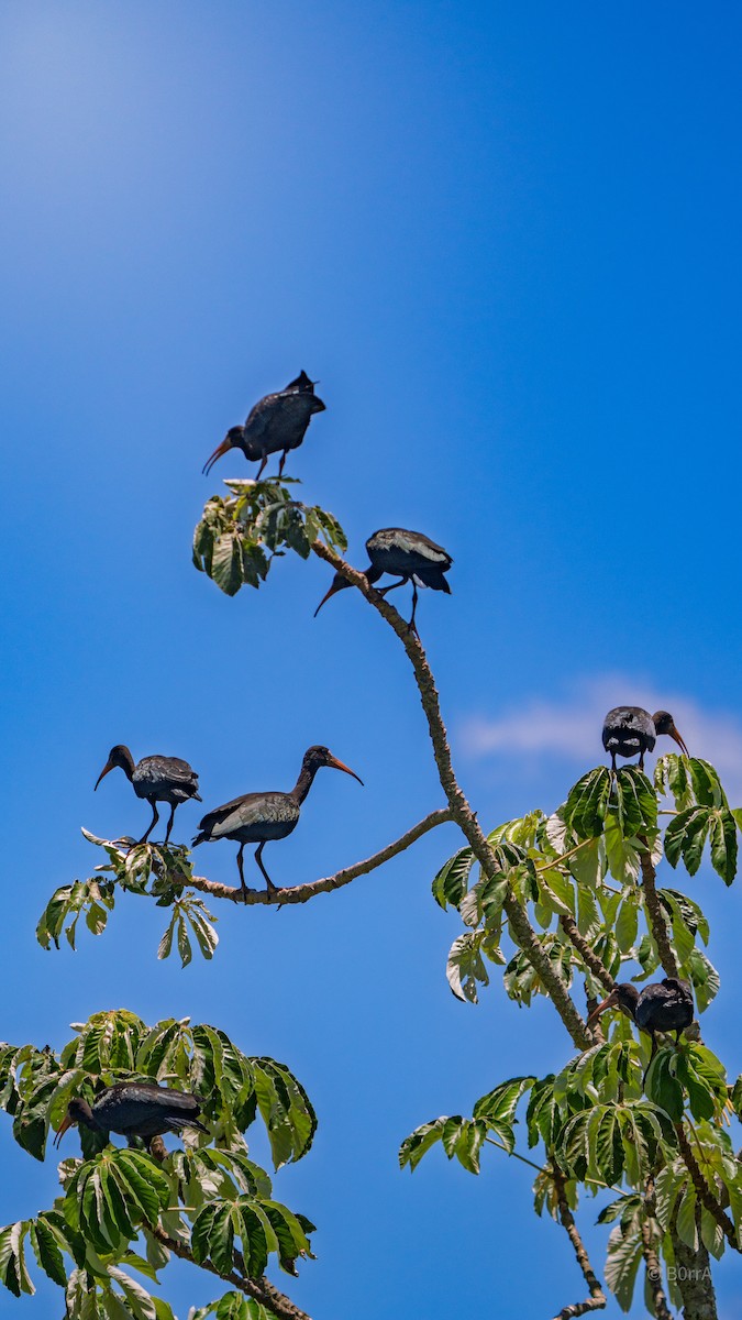 Ibis Afeitado - ML647679866