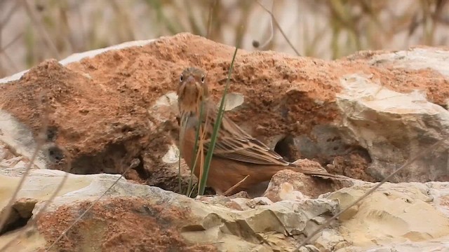 גיבתון אדום-מקור - ML647679872