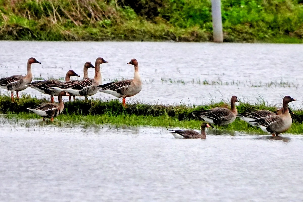 Küçük Sakarca - ML647679882