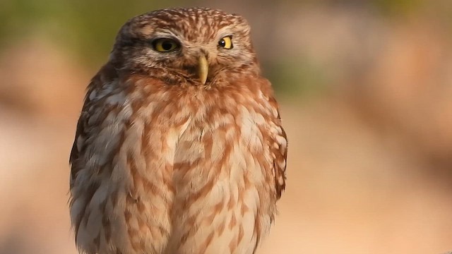 כוס החורבות - ML647679924