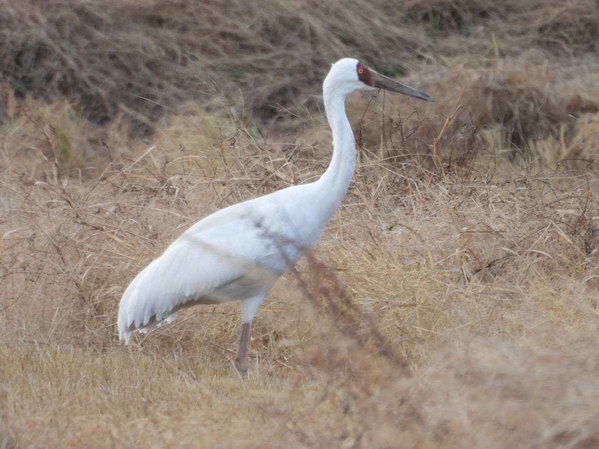Siberian Crane - ML647679925