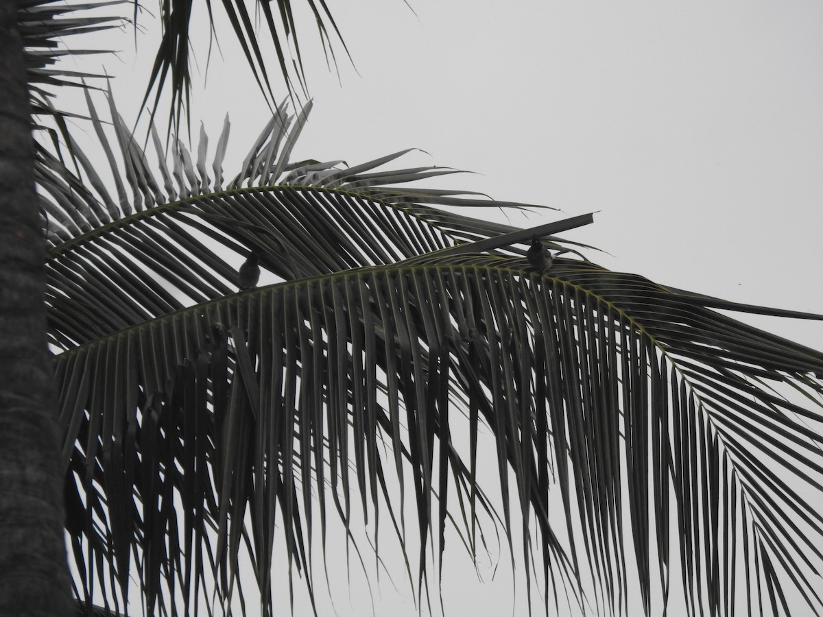 Red-vented Bulbul - ML647679926