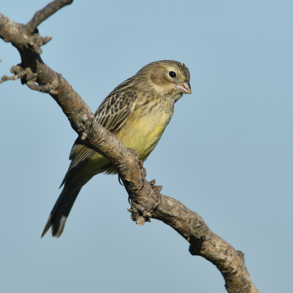 Grassland Yellow-Finch - ML647679949