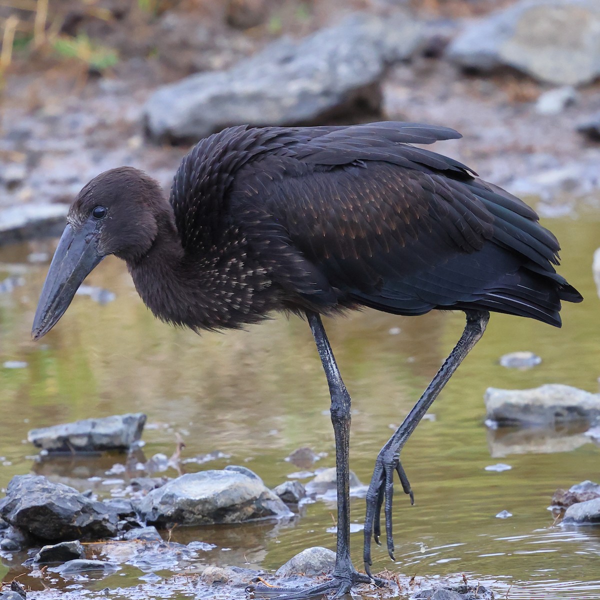 African Openbill - ML647679955