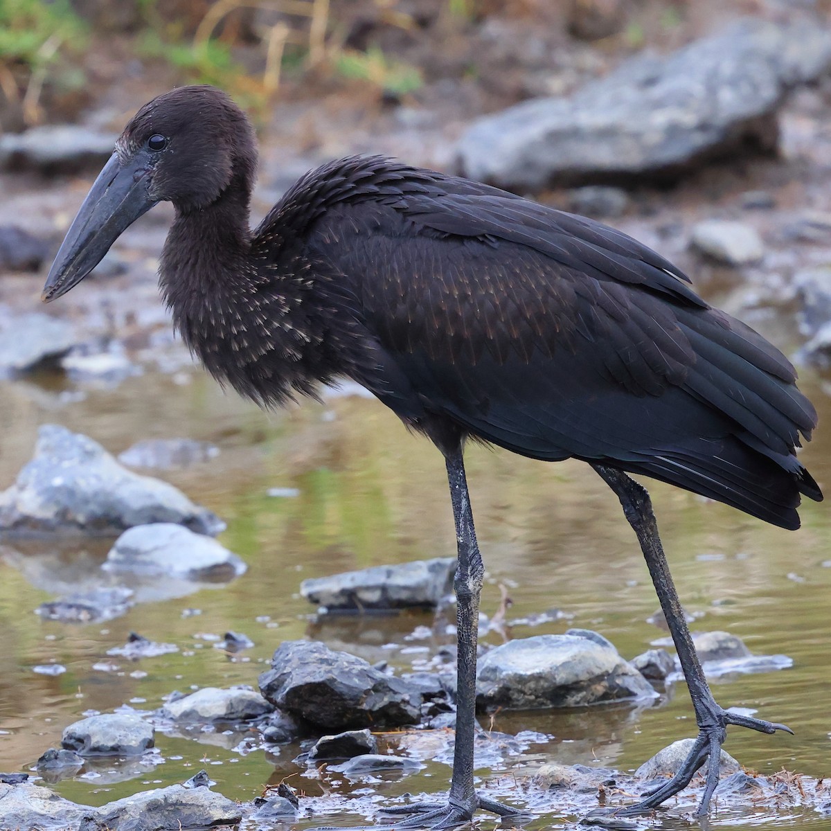African Openbill - ML647679956