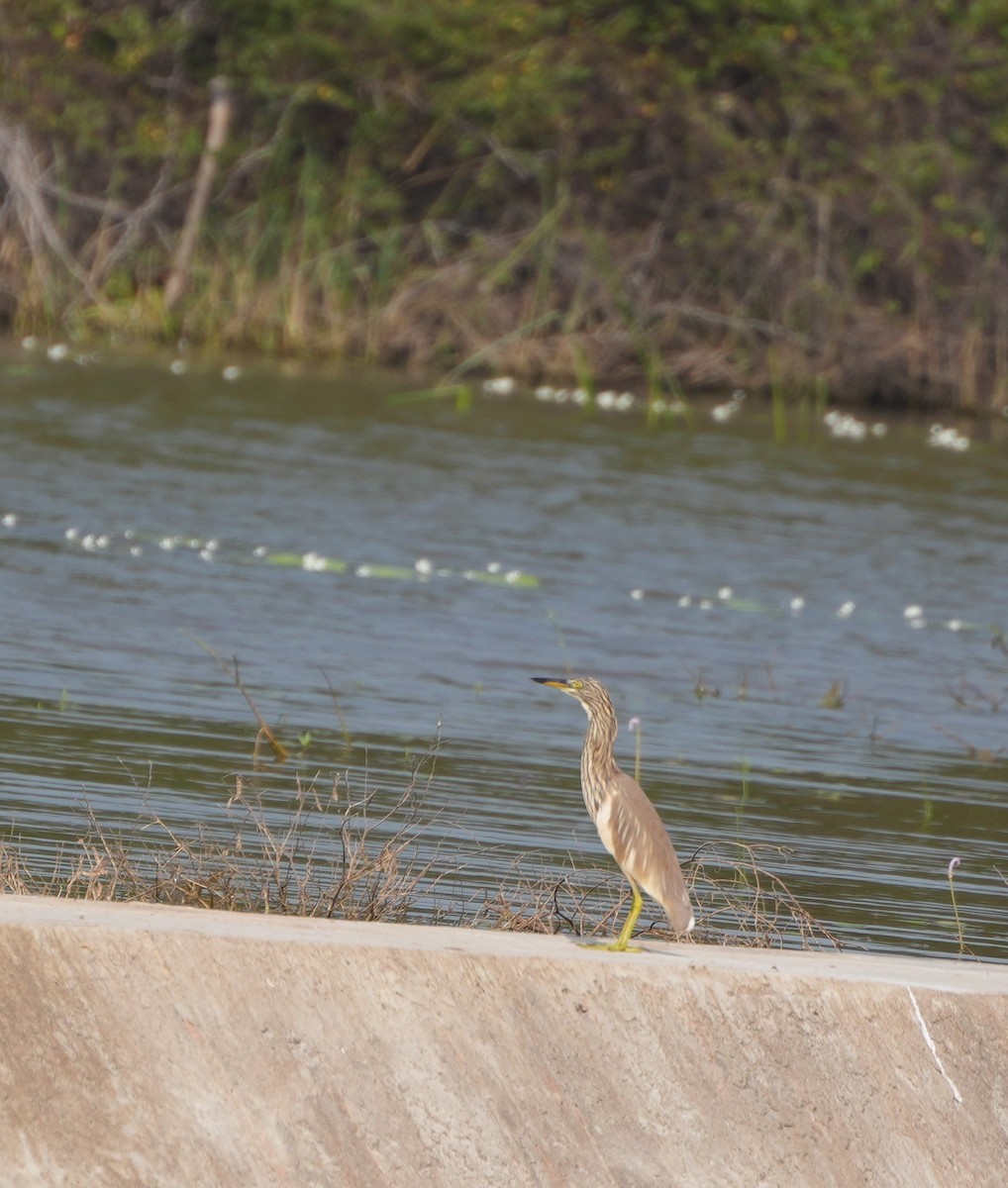Indian Pond-Heron - ML647679962