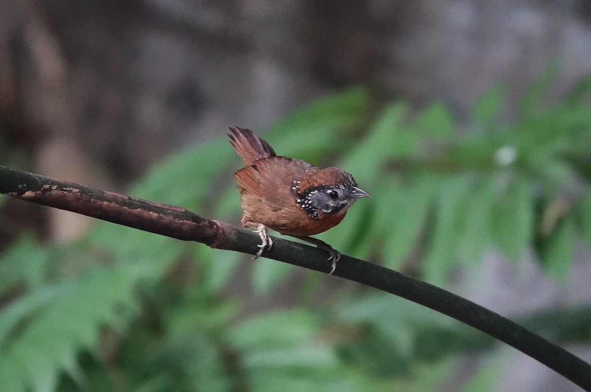 Spot-necked Babbler - ML647679979