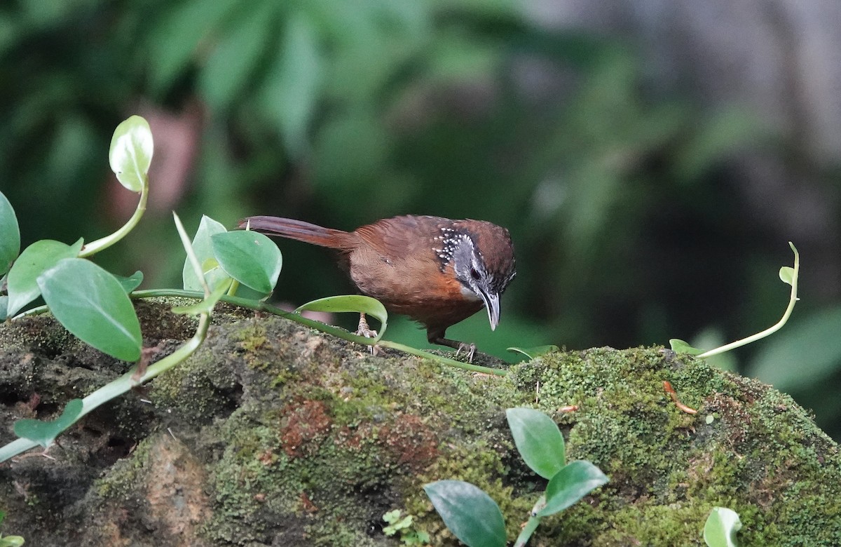 Spot-necked Babbler - ML647679980