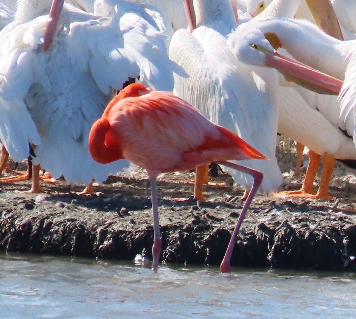 plameňák americký - ML647679981