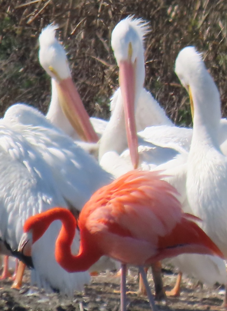 plameňák americký - ML647679982