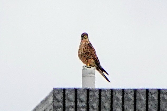 poštolka obecná - ML647679985