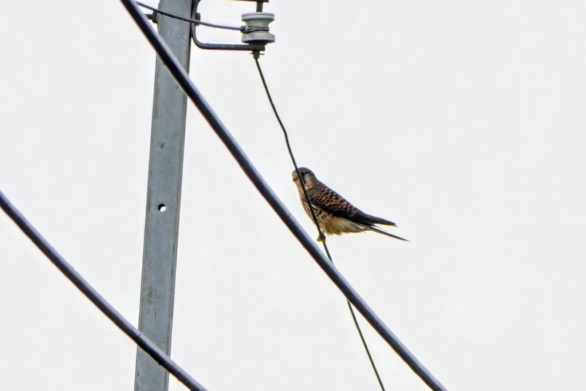 poštolka obecná - ML647679986