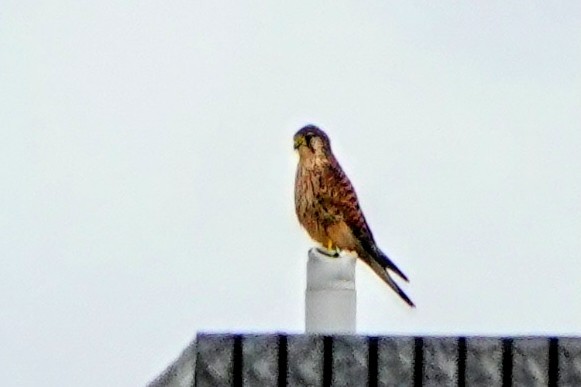 poštolka obecná - ML647679987