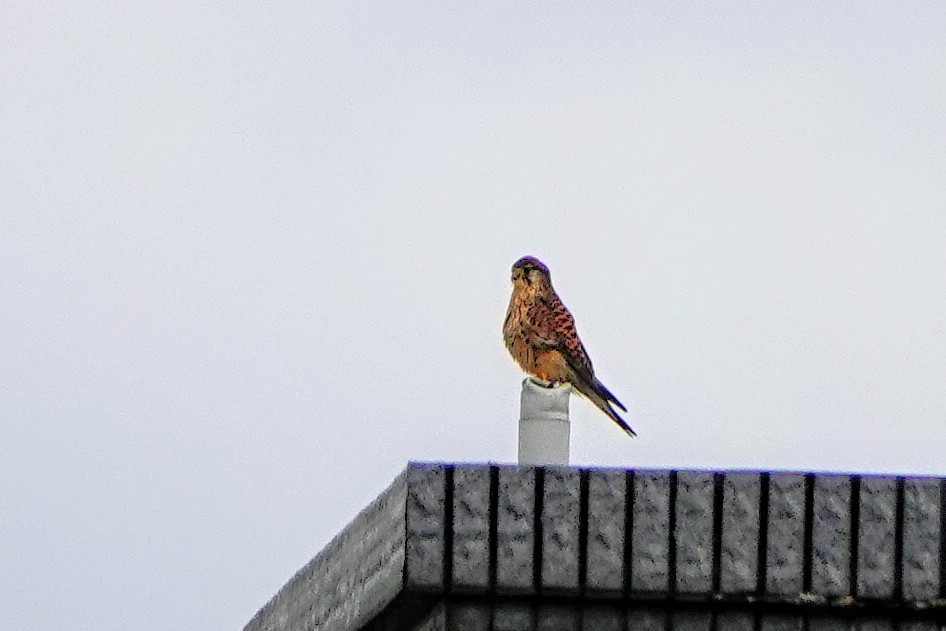 poštolka obecná - ML647679988