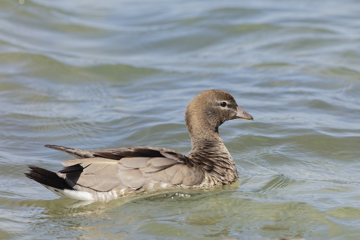 kachnička hřívnatá - ML647679989