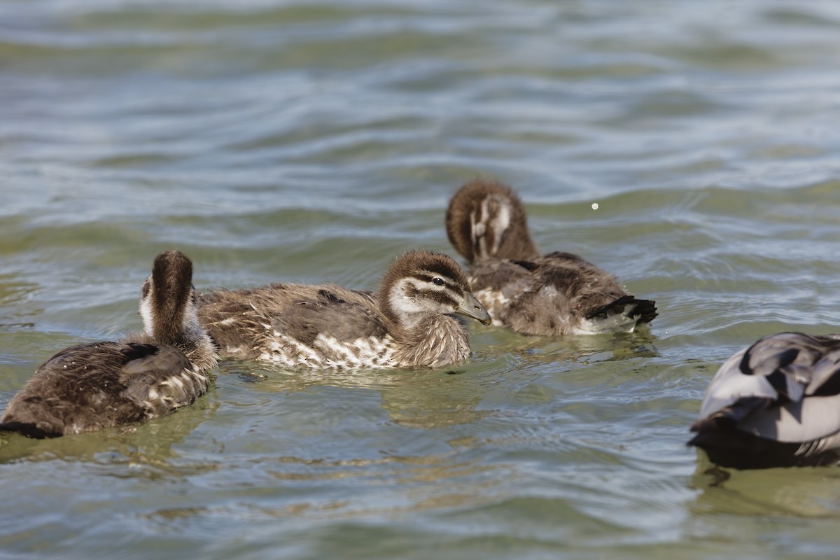 kachnička hřívnatá - ML647679990