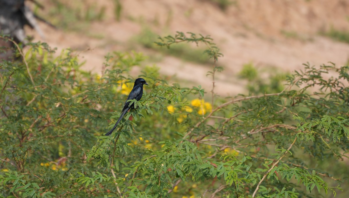 drongo černý - ML647679991