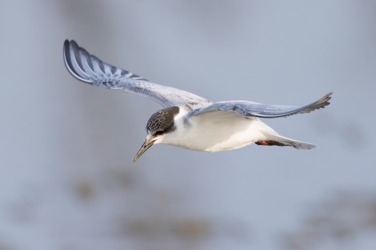 rybák bahenní - ML647679992