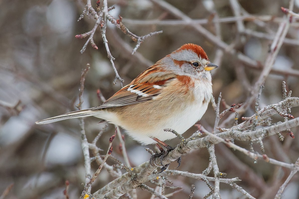 strnádka pokřovní - ML647679993