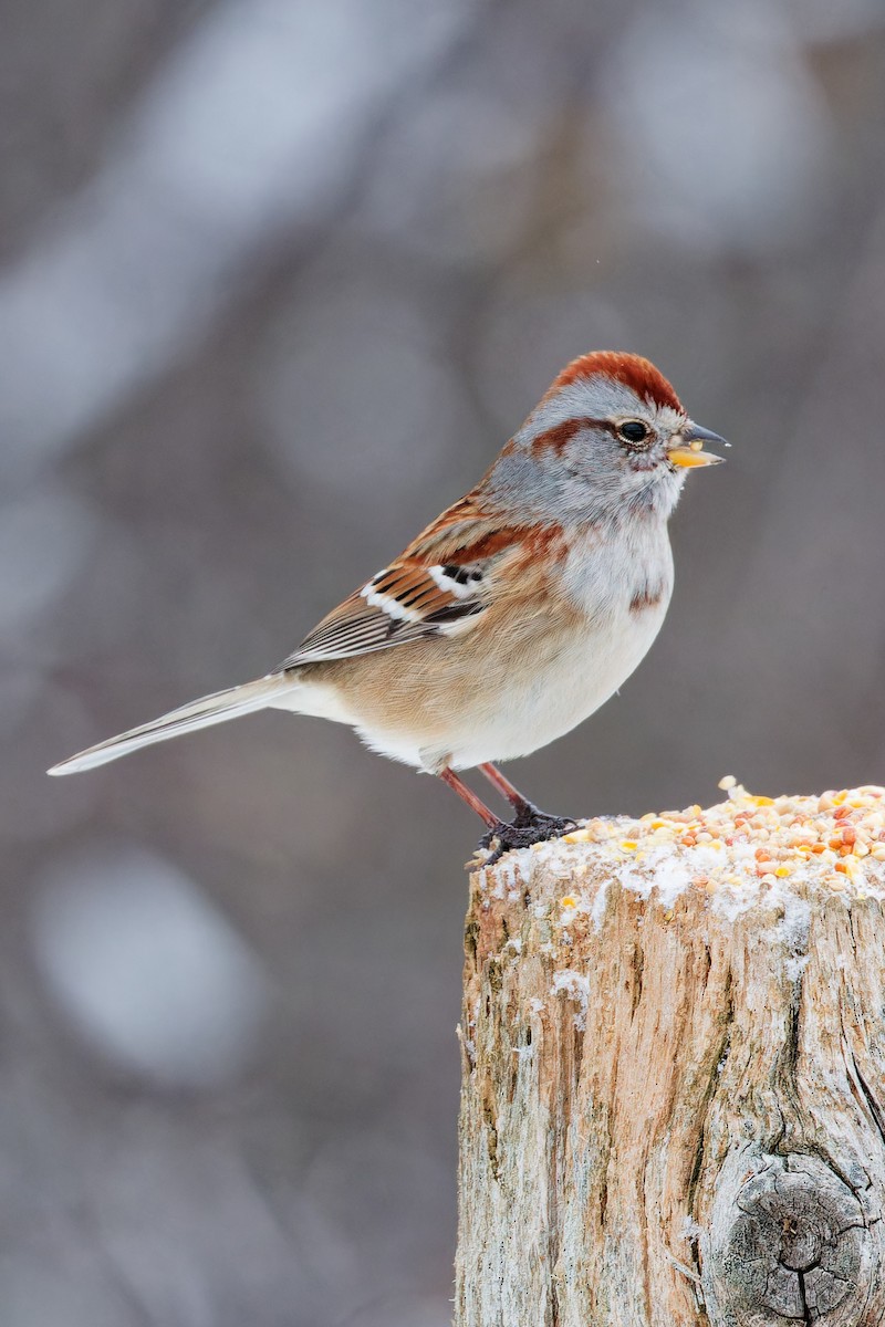 strnádka pokřovní - ML647679994