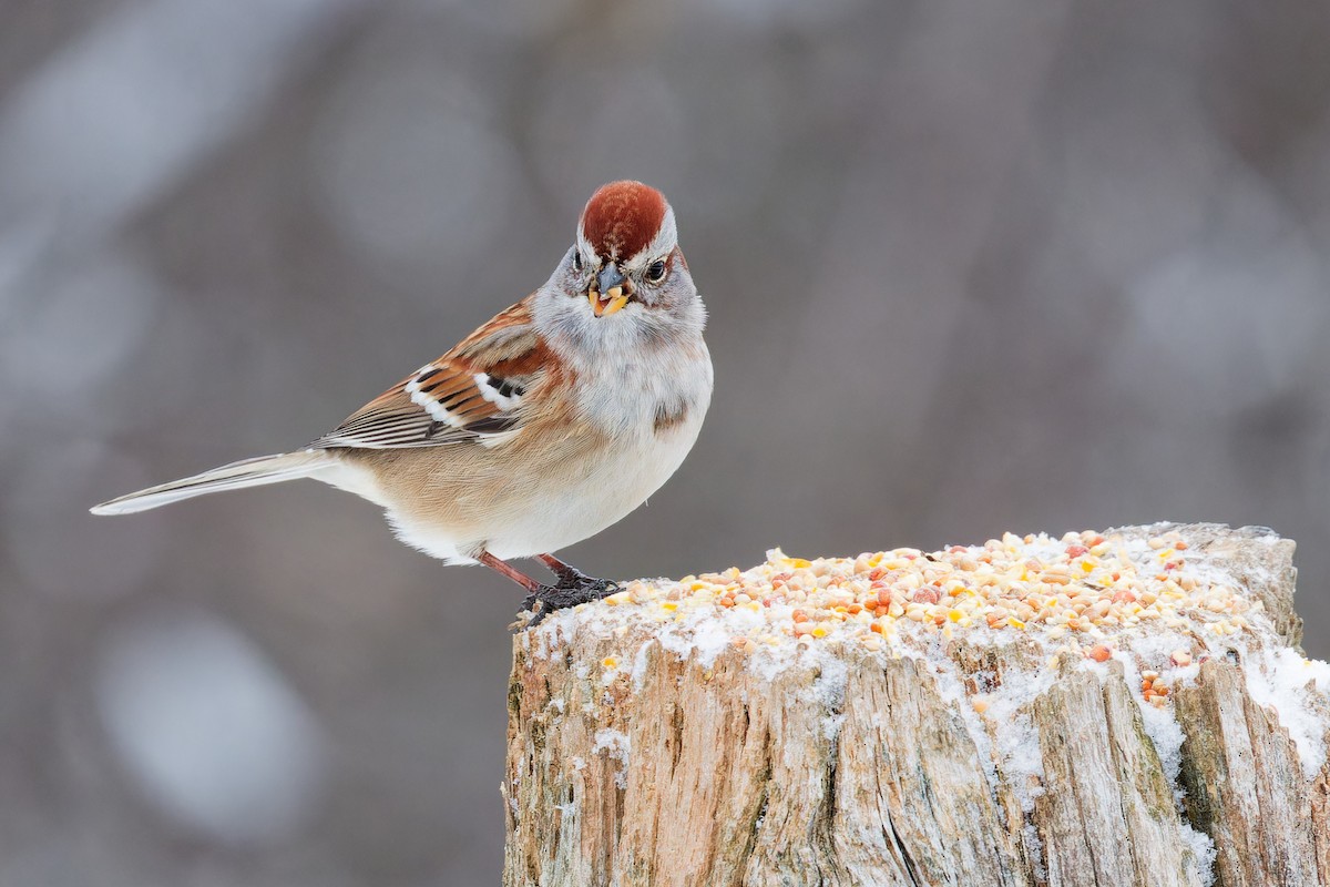 strnádka pokřovní - ML647679995