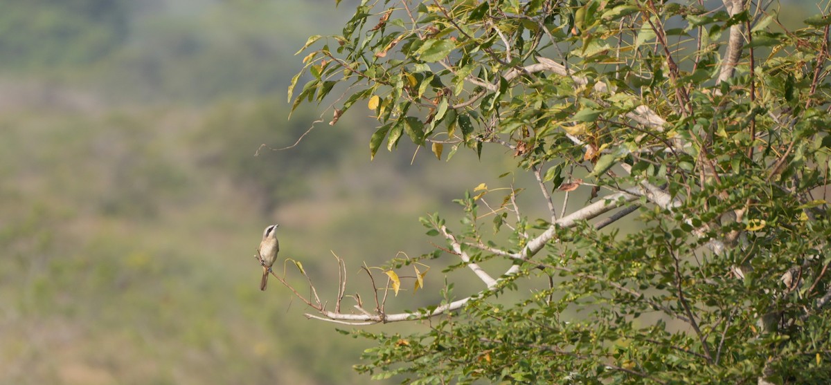 ťuhýk hnědý - ML647679996