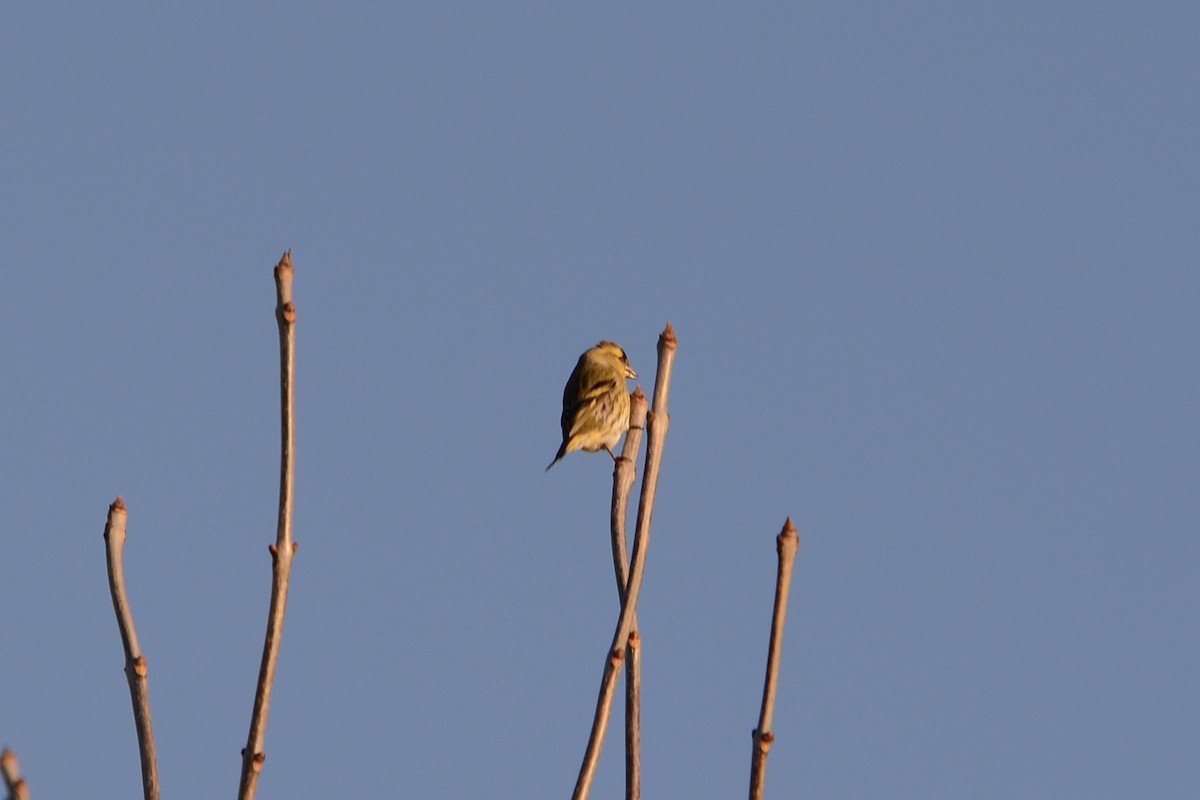 čížek lesní - ML647679997