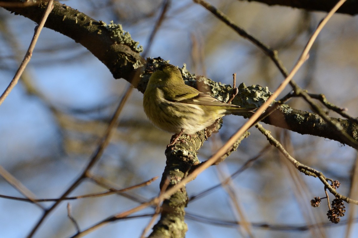 čížek lesní - ML647679998