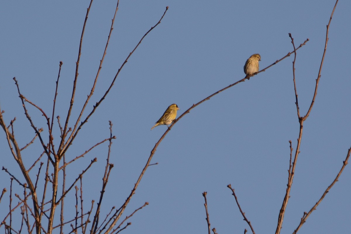 čížek lesní - ML647679999