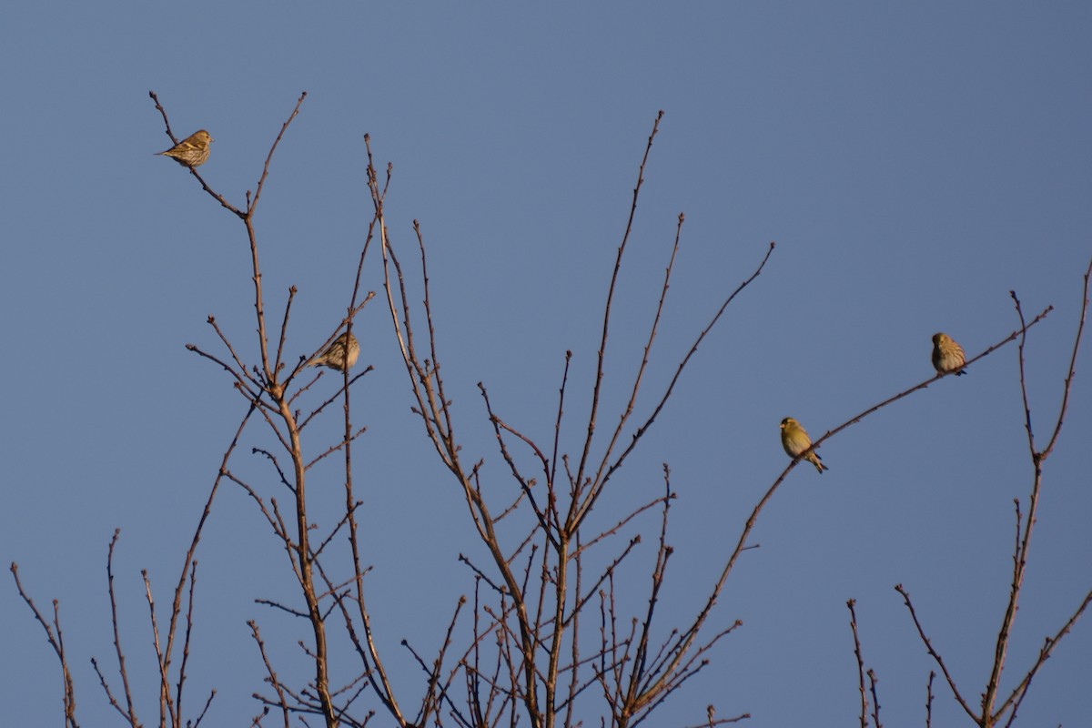 čížek lesní - ML647680000