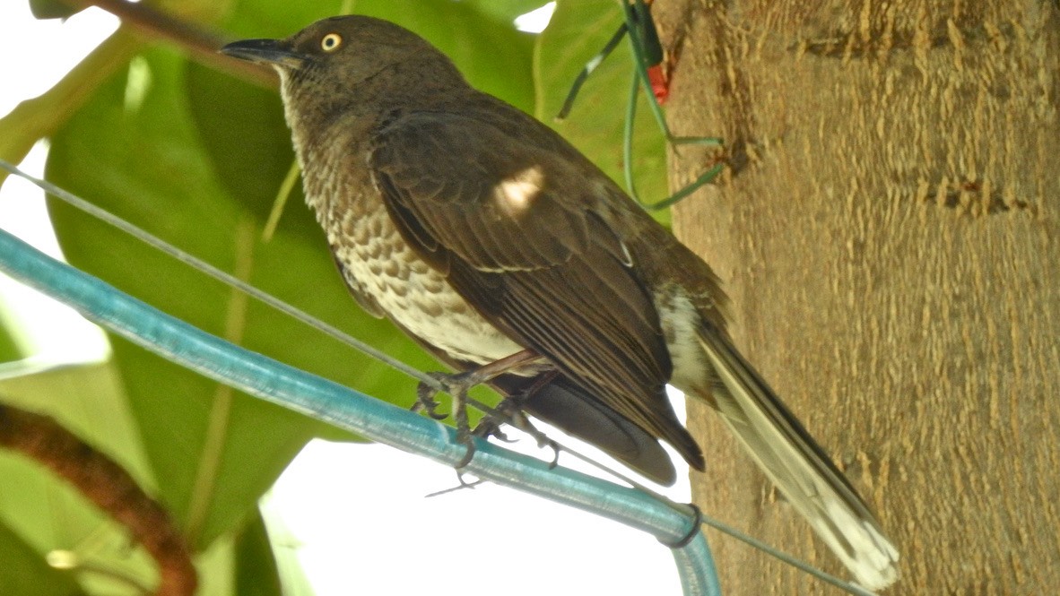 drozdec antilský - ML647680001