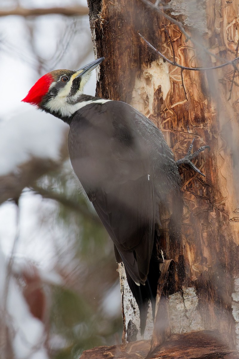 datel chocholatý - ML647680002