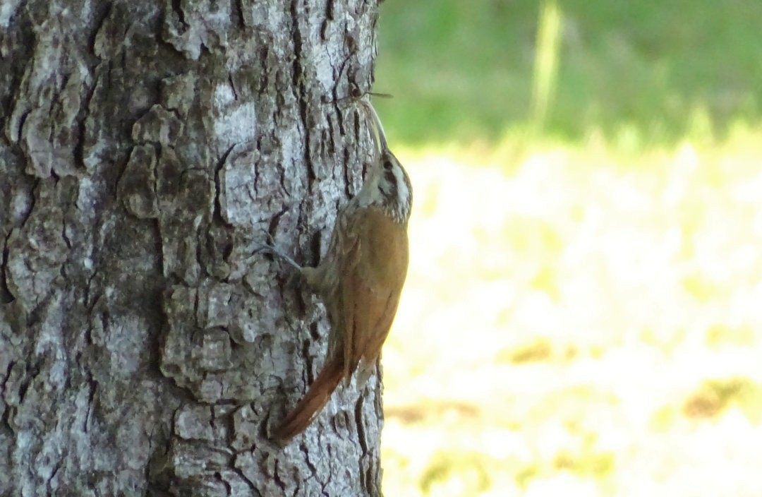 Narrow-billed Woodcreeper - ML647680003