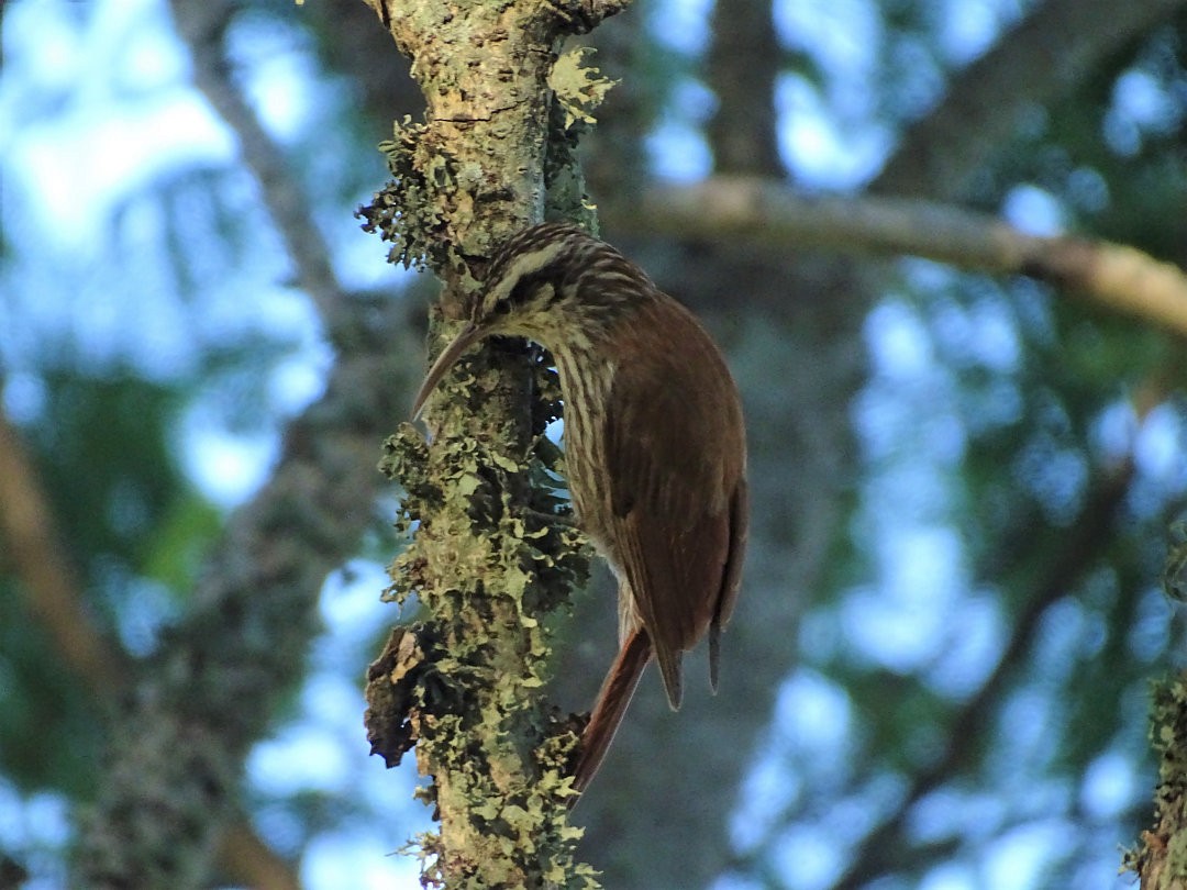 Narrow-billed Woodcreeper - ML647680004