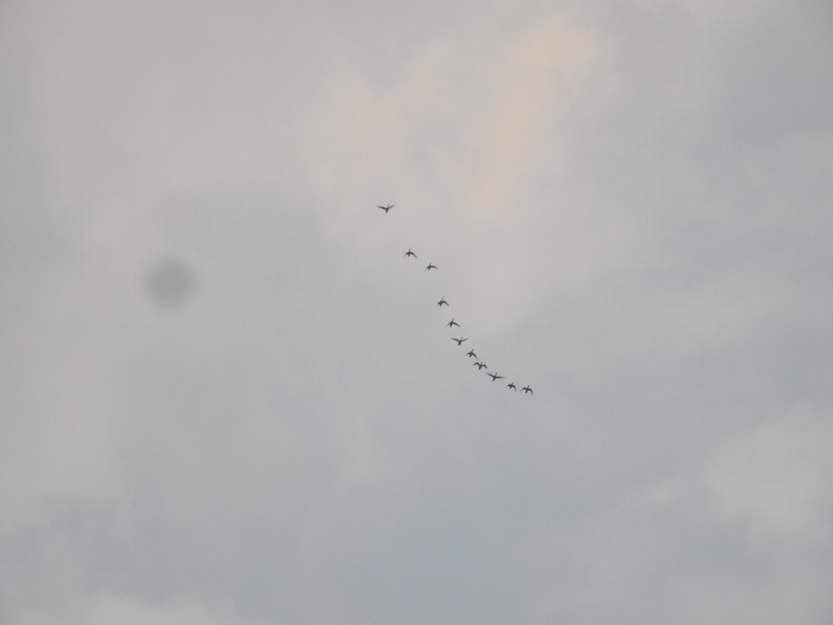 ostralka štíhlá - ML647680008