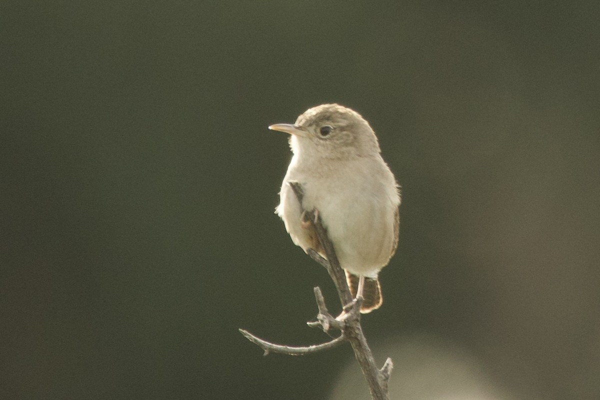 střízlík zahradní - ML647680010