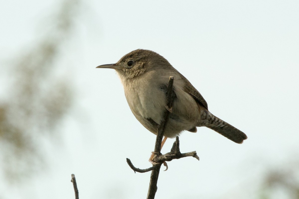 střízlík zahradní - ML647680011