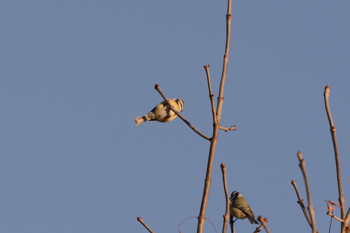 Eurasian Blue Tit - ML647680018